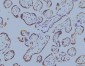 Anti-EIF4A1 Antibody Picoband™ (monoclonal, 3F11)